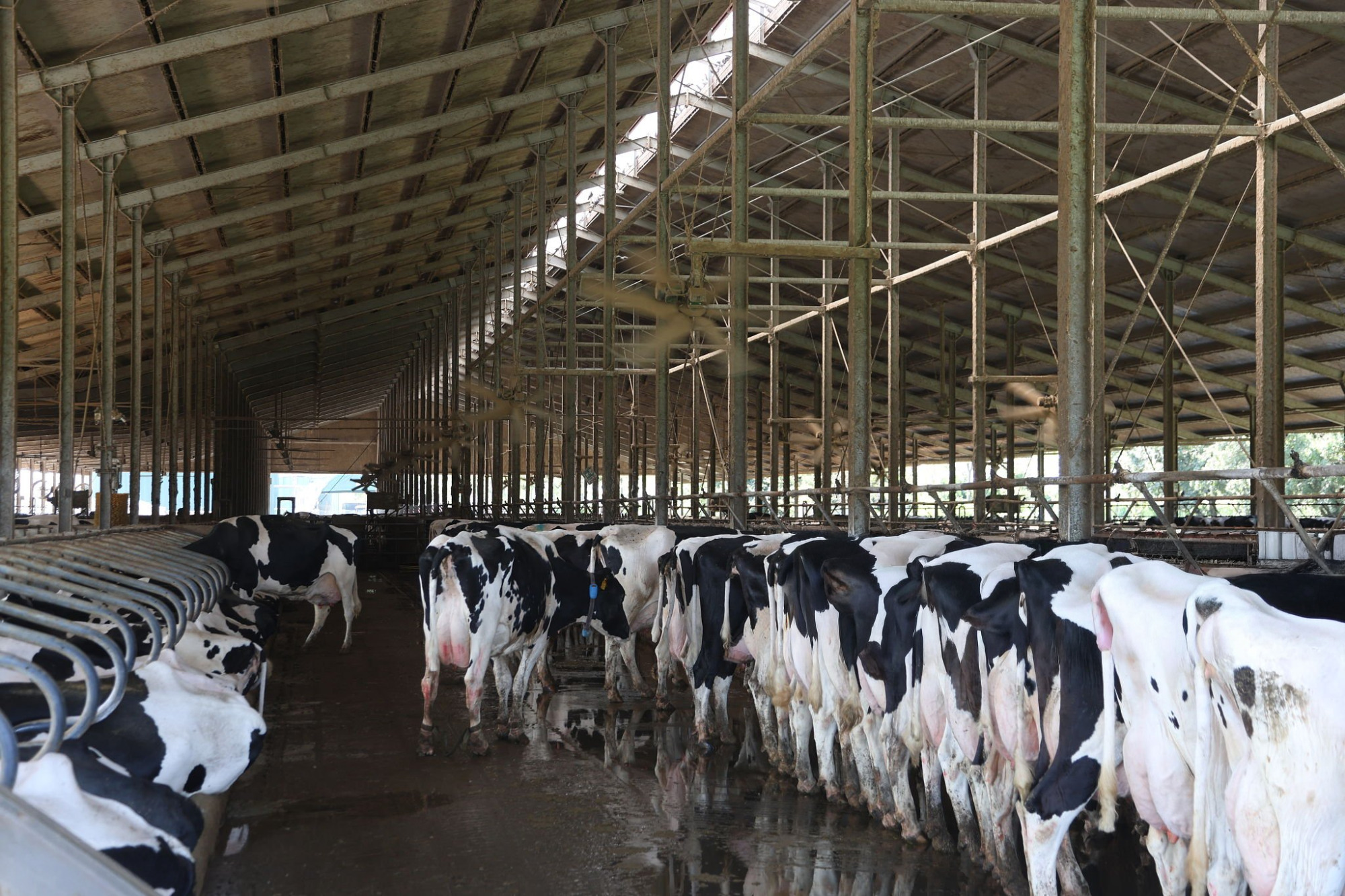 Natural Service in Cattle: Physiological Insights and Bull Management for Field Veterinarians 